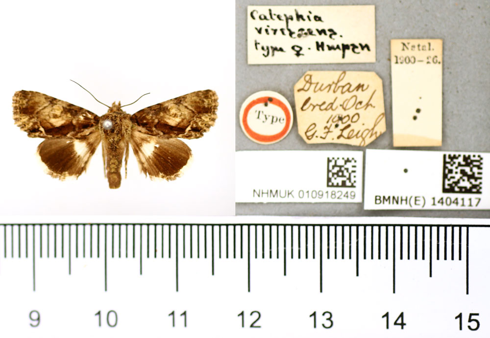 /filer/webapps/moths/media/images/V/virescens_Catephia_HT_BMNH.jpg