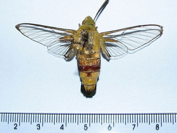 /filer/webapps/moths/media/images/V/virescens_Cephonodes_A_Goff.jpg