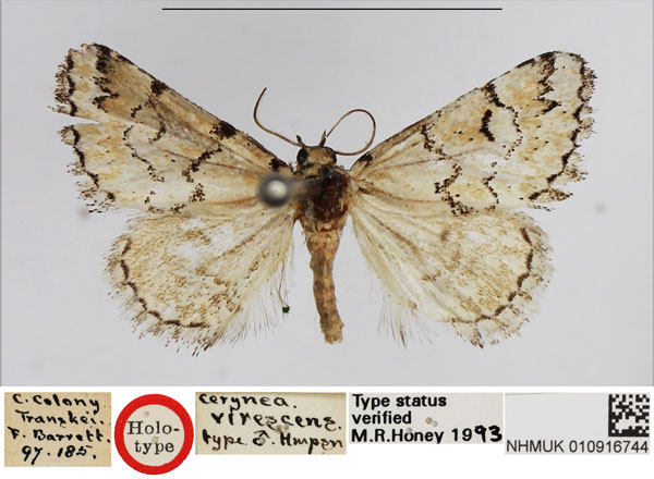 /filer/webapps/moths/media/images/V/virescens_Cerynea_HT_NHMUK.jpg