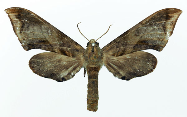 /filer/webapps/moths/media/images/V/virescens_Chloroclanis_AF_Basquin.jpg
