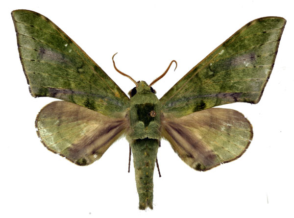 /filer/webapps/moths/media/images/V/virescens_Chloroclanis_AM_Basquin_01.jpg