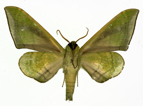 /filer/webapps/moths/media/images/V/virescens_Chloroclanis_AM_Basquin_02.jpg