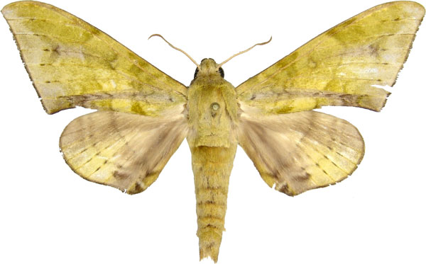 /filer/webapps/moths/media/images/V/virescens_Chloroclanis_AM_MCJM.jpg