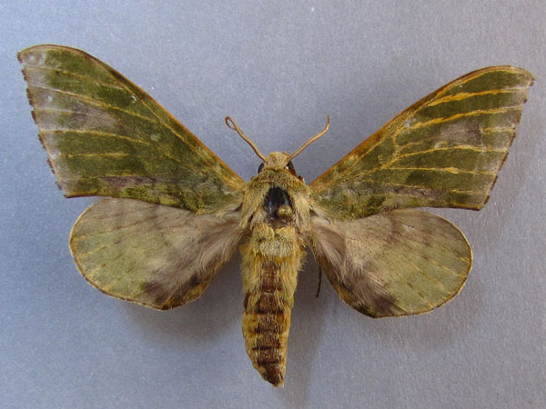 /filer/webapps/moths/media/images/V/virescens_Chloroclanis_A_Baron_01.jpg