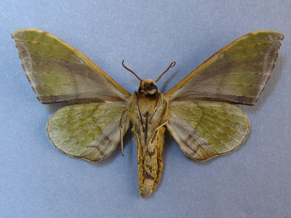 /filer/webapps/moths/media/images/V/virescens_Chloroclanis_A_Baron_02.jpg