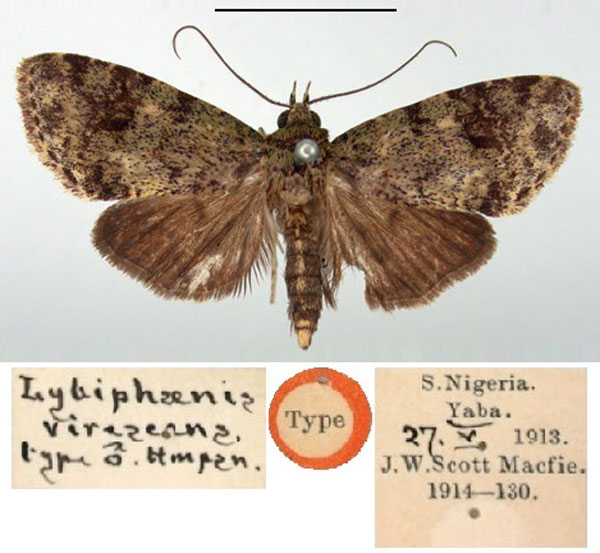 /filer/webapps/moths/media/images/V/virescens_Libyphaenis_HT_BMNH.jpg