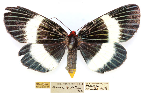 /filer/webapps/moths/media/images/V/virescens_Massaga_AF_RBINS.jpg
