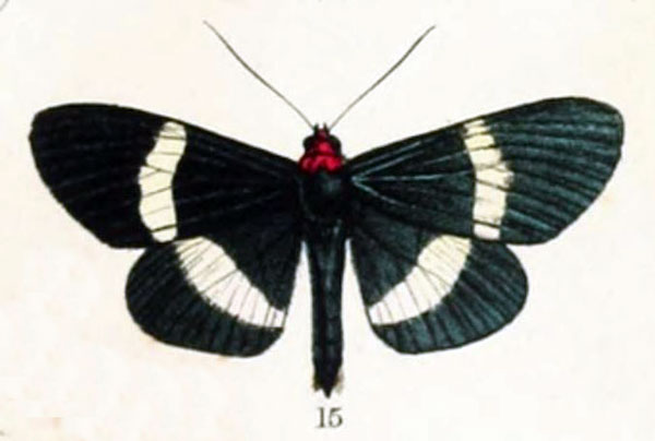 /filer/webapps/moths/media/images/V/virescens_Massaga_HT_Butler_1874_61-15.jpg