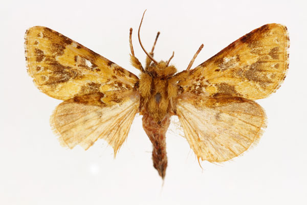 /filer/webapps/moths/media/images/V/virescens_Nyodes_AF_RMCA.jpg