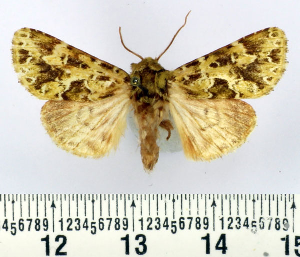 /filer/webapps/moths/media/images/V/virescens_Nyodes_AM_BMNH.jpg