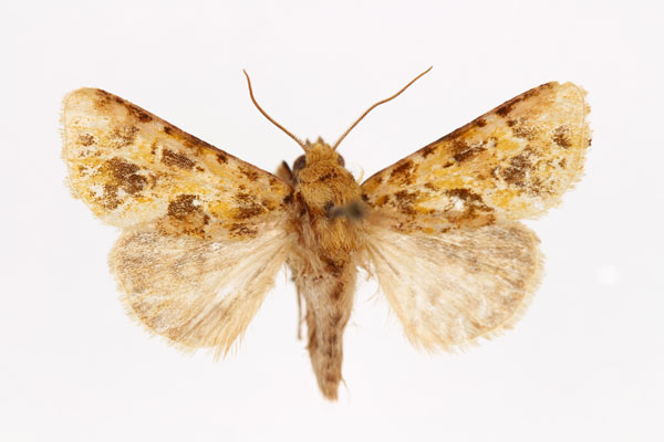 /filer/webapps/moths/media/images/V/virescens_Nyodes_AM_RMCA.jpg