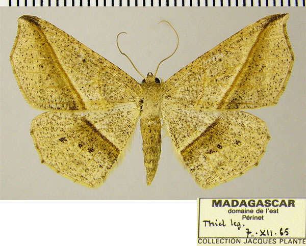 /filer/webapps/moths/media/images/V/virescens_Psilocerea_AM_ZSM.jpg