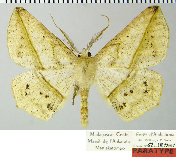 /filer/webapps/moths/media/images/V/virescens_Psilocerea_PTM_ZSMa.jpg