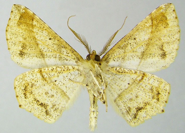 /filer/webapps/moths/media/images/V/virescens_Psilocerea_PTM_ZSMb.jpg