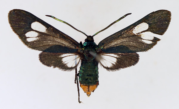 /filer/webapps/moths/media/images/V/virescens_Tascia_AF_TMSA_4phqu0v.jpg
