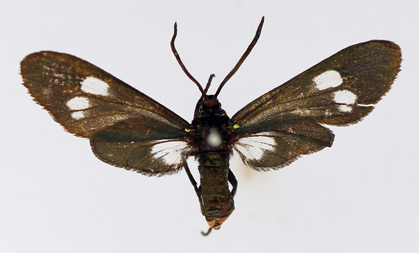 /filer/webapps/moths/media/images/V/virescens_Tascia_AM_TMSA_EgiLuCV.jpg