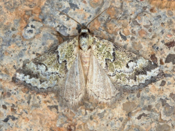 /filer/webapps/moths/media/images/V/virescens_Tegiapa_A_Heyns.jpg