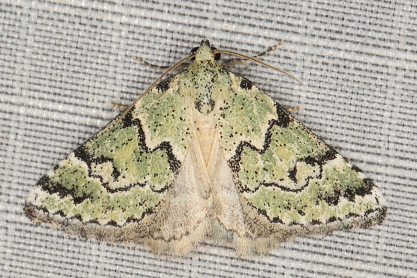 /filer/webapps/moths/media/images/V/virescens_Tegiapa_A_Heyns_01.JPG