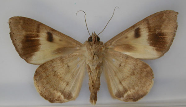 /filer/webapps/moths/media/images/V/virga_Achaea_PT_RMCA_02.jpg