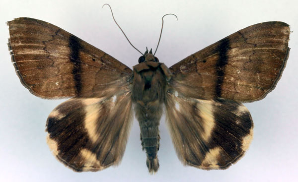 /filer/webapps/moths/media/images/V/virga_Achaea_PT_RMCA_03.jpg
