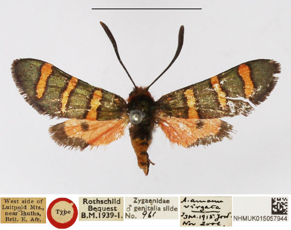 /filer/webapps/moths/media/images/V/virgata_Arniocera_HT_NHMUK.jpg