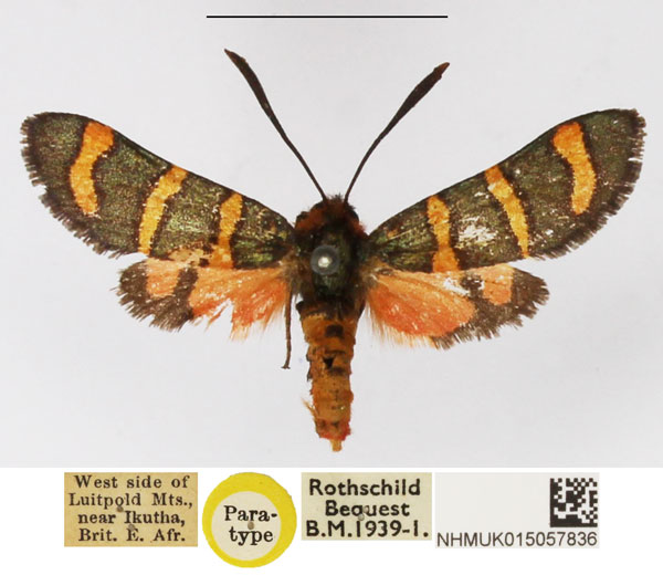 /filer/webapps/moths/media/images/V/virgata_Arniocera_PTM_NHMUK_01.jpg
