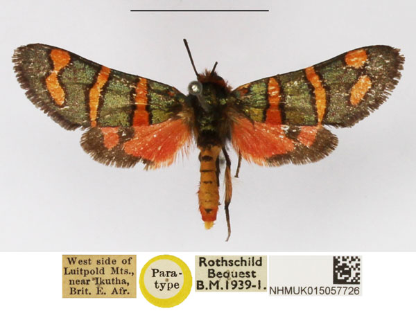 /filer/webapps/moths/media/images/V/virgata_Arniocera_PTM_NHMUK_02.jpg