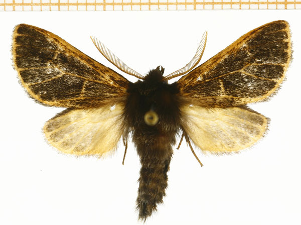 /filer/webapps/moths/media/images/V/virgata_Metarctia_AM_DePrins.jpg