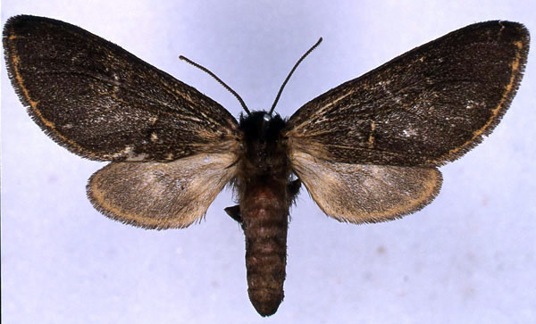 /filer/webapps/moths/media/images/V/virgata_Metarctia_NAT_BMNH_01.jpg