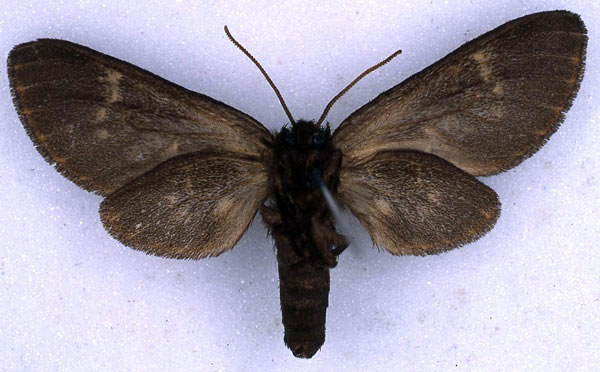 /filer/webapps/moths/media/images/V/virgata_Metarctia_NAT_BMNH_02.jpg