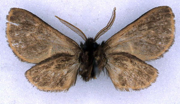 /filer/webapps/moths/media/images/V/virgata_Metarctia_ST_BMNH_02.jpg
