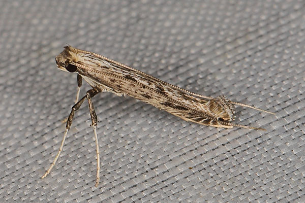 /filer/webapps/moths/media/images/V/virgata_Pleiomorpha_A_Heynsa.jpg