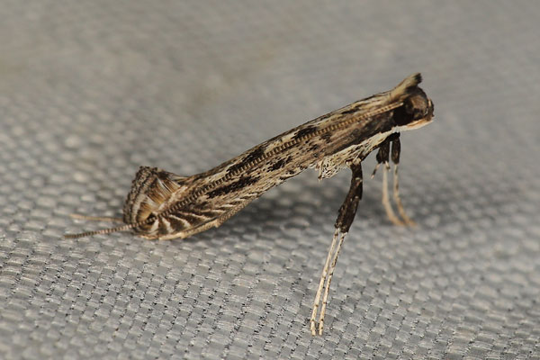 /filer/webapps/moths/media/images/V/virgata_Pleiomorpha_A_Heynsb.jpg