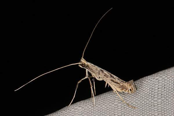 /filer/webapps/moths/media/images/V/virgata_Pleiomorpha_A_Heynsc.jpg