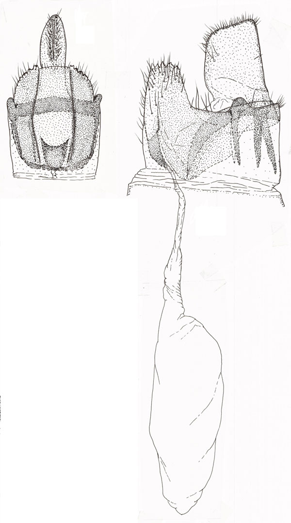 /filer/webapps/moths/media/images/V/virgata_Pleiomorpha_GFPT_ZMHB.jpg