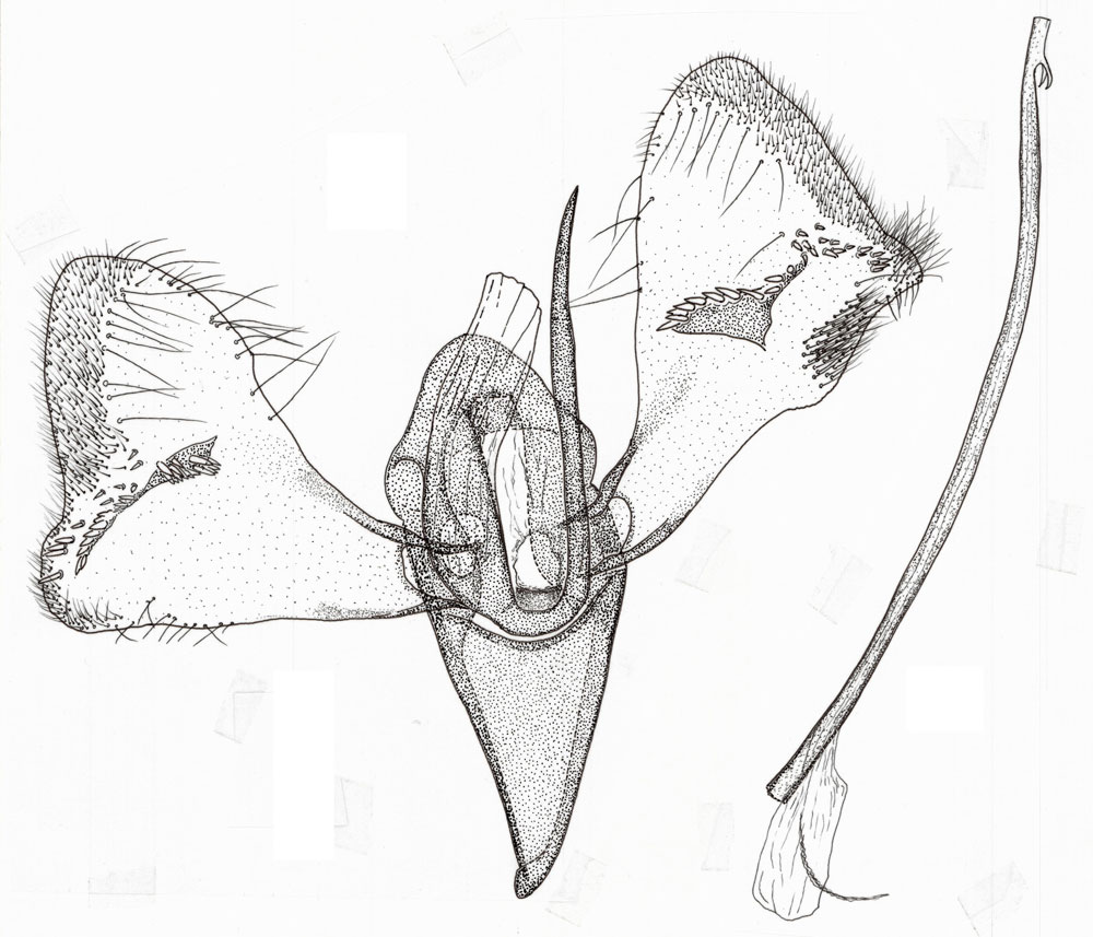 /filer/webapps/moths/media/images/V/virgata_Pleiomorpha_GMPT_ZMHB.jpg