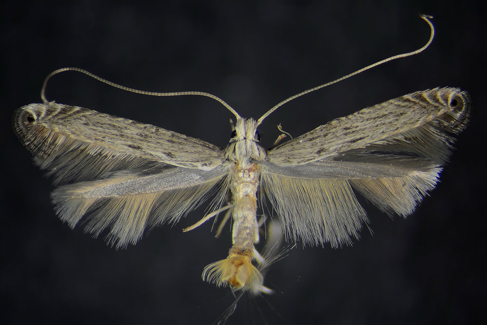 /filer/webapps/moths/media/images/V/virgata_Pleiomorpha_PTM_ZMHB.jpg