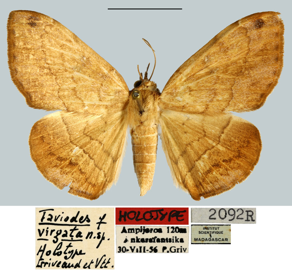 /filer/webapps/moths/media/images/V/virgata_Taviodes_HT_MNHN.jpg