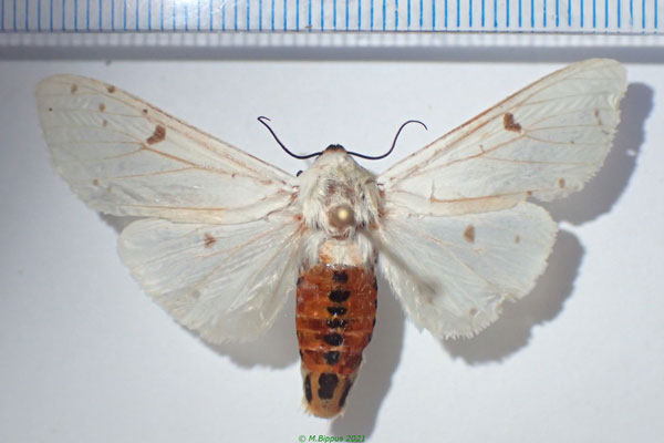 /filer/webapps/moths/media/images/V/virginalis_Detoulgoetia_AM_Bippus.jpg