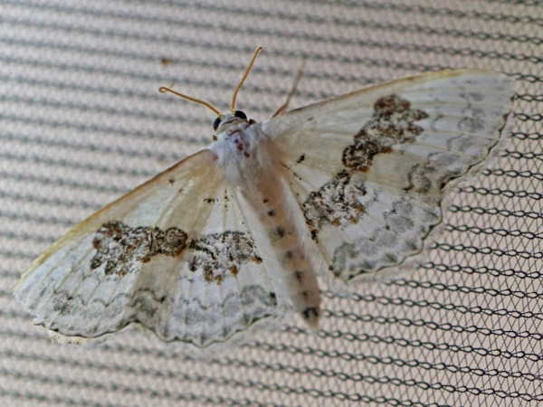 /filer/webapps/moths/media/images/V/virginalis_Problepsis_A_Voaden.jpg