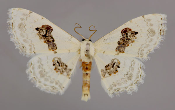 /filer/webapps/moths/media/images/V/virginalis_Somatina_A_ZSM_01.jpg