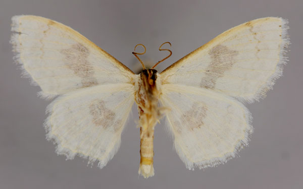 /filer/webapps/moths/media/images/V/virginalis_Somatina_A_ZSM_02.jpg
