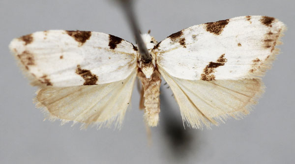 /filer/webapps/moths/media/images/V/virginalis_Viettesia_A_BMNH.jpg