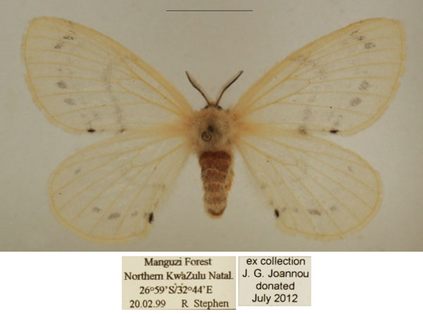 /filer/webapps/moths/media/images/V/virginea_Pterocerota_AF_TMSA_01.jpg