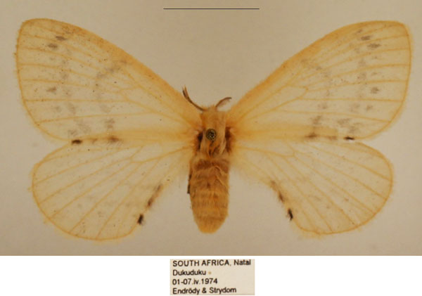 /filer/webapps/moths/media/images/V/virginea_Pterocerota_AF_TMSA_02.jpg