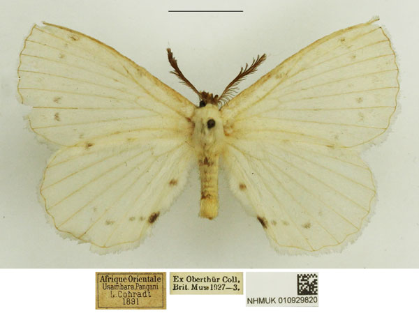 /filer/webapps/moths/media/images/V/virginea_Pterocerota_AM_NHMUK.jpg