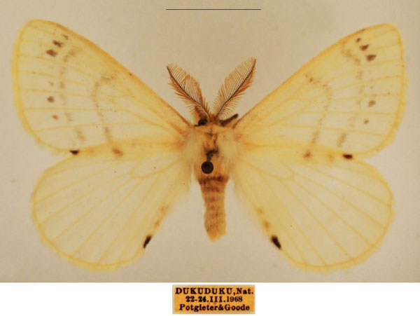 /filer/webapps/moths/media/images/V/virginea_Pterocerota_AM_TMSA_02.jpg
