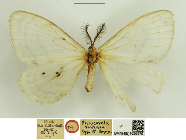 /filer/webapps/moths/media/images/V/virginea_Pterocerota_HT_NHMUK.jpg