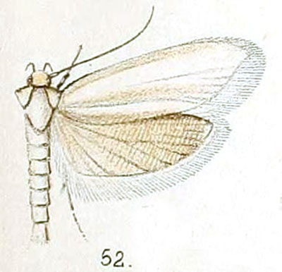 /filer/webapps/moths/media/images/V/virgo_Philobota_HT_Walsingham_5-52.jpg