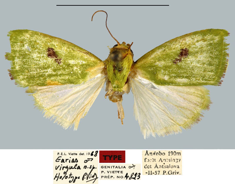 /filer/webapps/moths/media/images/V/virgula_Earias_HT_MNHN.jpg